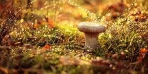 san-jose-del-pacifico-mushroom-mountain