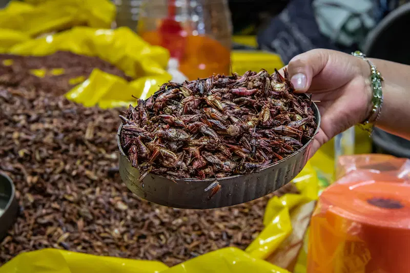 chapulines-bugs-mexico