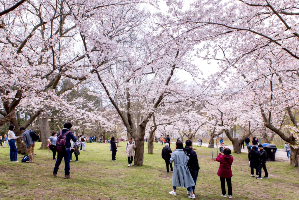 toronto-cherry-blossoms