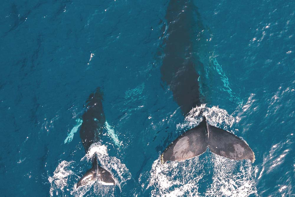 Kalalau-trail-humpback-whales