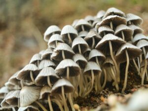 mushrooms