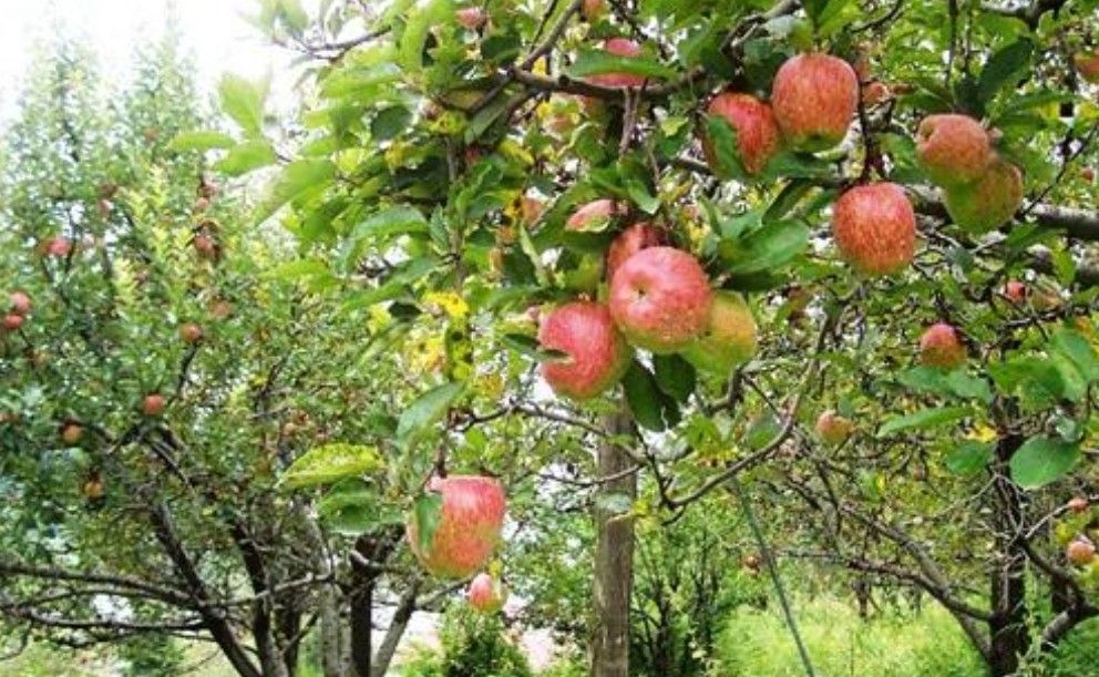 Apple orchards of Old Manali
