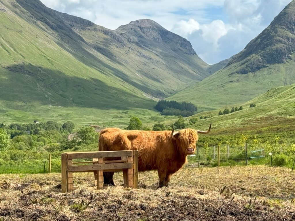 A Highland Cow From the Rabbies Tour