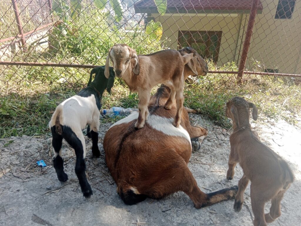 Nepali goats