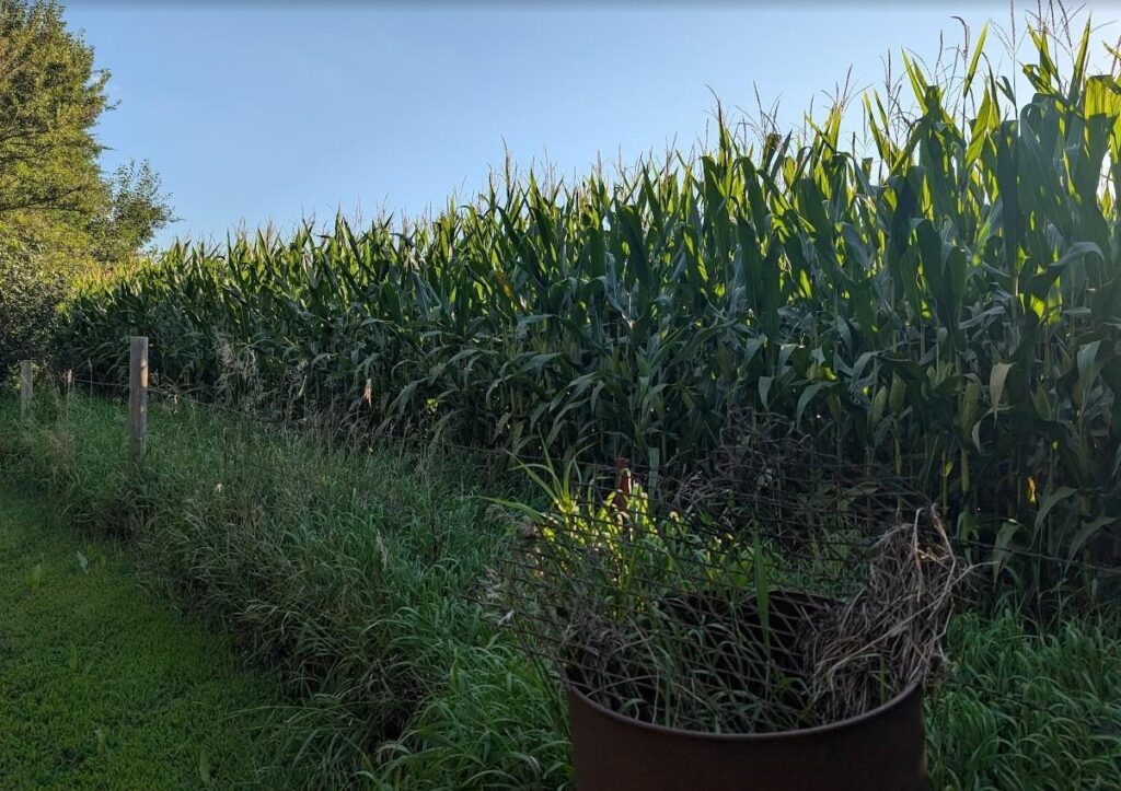 At my Ida Grove, Iowa, US, home, my neighbor directly to the west - for about seven month out of every year - is either a corn or soybean field. RAGBRAI